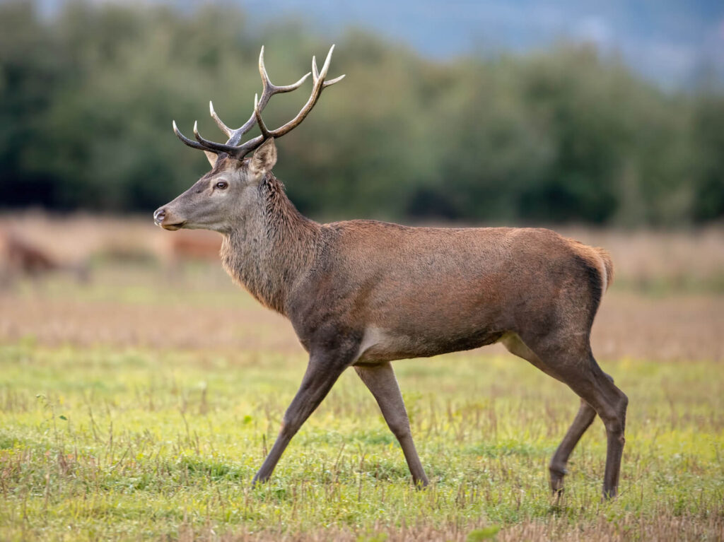 Oplev krondyr i Nationalpark Thy