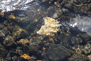 Find selv østers i Limfjorden