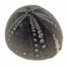 Fossiljagt  – se hvor du kan finde fossiler