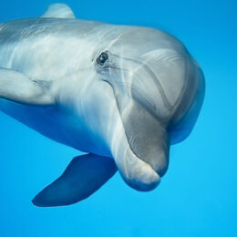 Oplev delfiner i Danmark – tag på delfinsafari ved Thyborøn