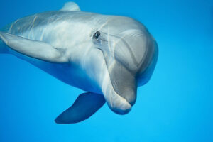 Oplev delfiner på delfinsafari i Danmark